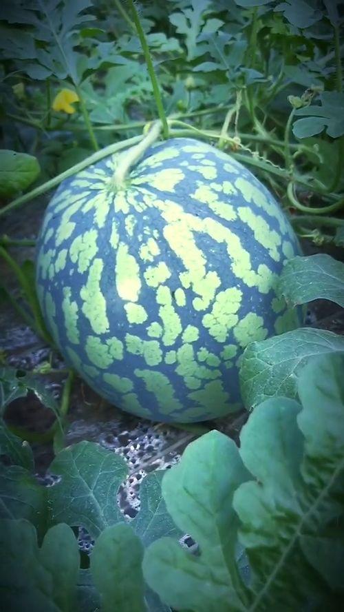 荆门最新吃瓜事件,揭秘背后真相，网络热议引关注