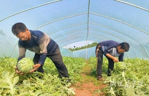 村里面吃瓜,热闹非凡的乡村夏日生活剪影