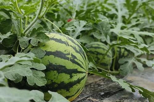 村里面吃瓜,热闹非凡的乡村夏日生活剪影