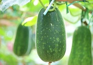 吃瓜五户,一场邻里间的欢乐盛宴