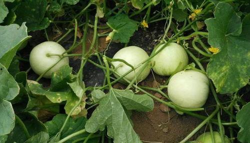 给米吃瓜,探寻米食与瓜果的奇妙融合之旅