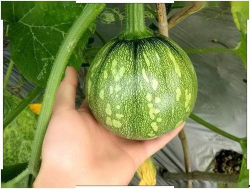 吃瓜上海major,一场电竞盛宴的狂欢与激情