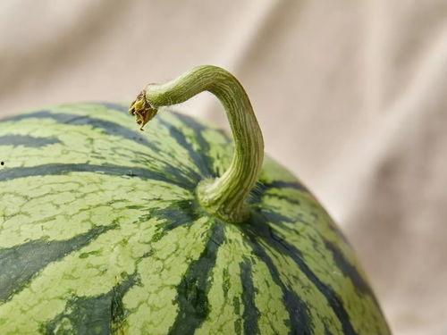 吃瓜上海major,一场电竞盛宴的狂欢与激情