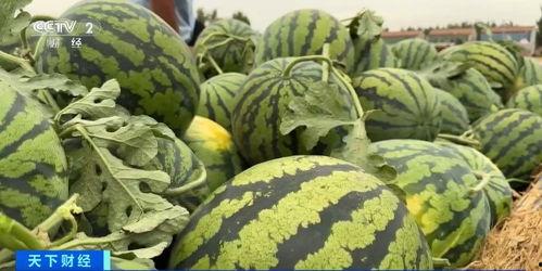 《瓜瓜吃瓜》主题,揭秘娱乐圈的甜蜜与苦涩