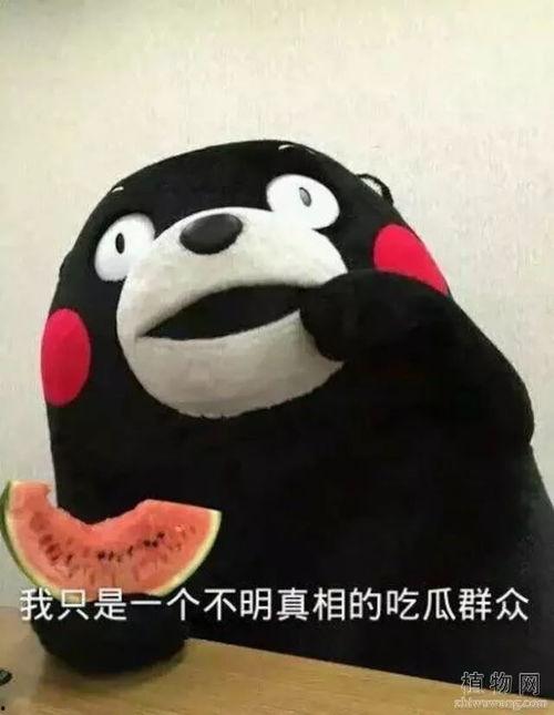 吃瓜表情瓜甜不,瓜甜与否，尽在一笑之间