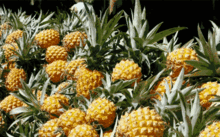 cc吃瓜小菠萝,揭秘娱乐圈那些不为人知的幕后故事