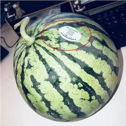 陇西网红吃瓜,揭秘当地美食背后的故事