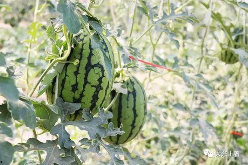 陇西网红吃瓜,揭秘当地美食背后的故事