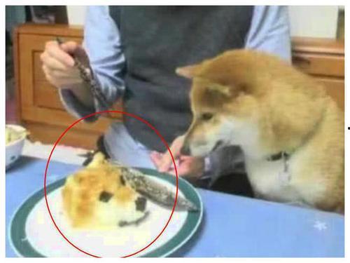 狗头草吃瓜视频