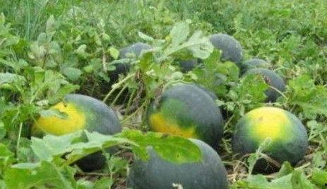 吃野瓜不吃野瓜