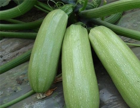 吃新瓜的好处,揭秘吃新瓜的五大益处