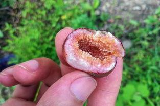 吃红薯和大瓜能混吃么,红薯与大瓜混食的适宜性探讨