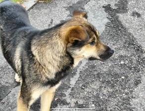 土狗吃瓜,揭秘农村生活的趣味瞬间