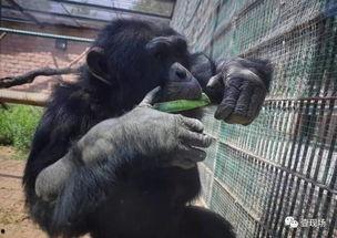 狗仔吃瓜合集,娱乐圈幕后真相全记录