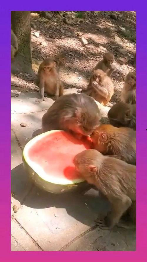 奥克兰小猴子吃瓜,一场欢乐的夏日盛宴