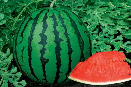 航子挪威吃瓜,一场别开生面的“吃瓜”之旅