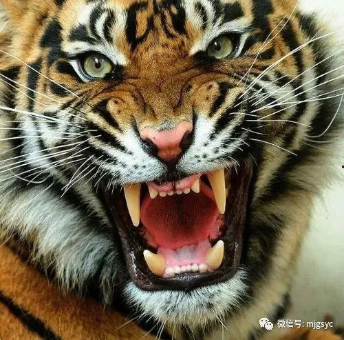 猛虎最新吃瓜视频,揭秘娱乐圈幕后真相