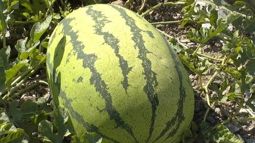 旱吃果涝吃瓜,果瓜双丰收的智慧生活  第2张