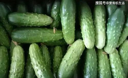 旱吃果涝吃瓜,果瓜双丰收的智慧生活  第3张