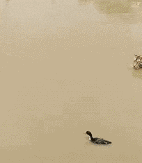 幽幽子吃瓜gif,揭秘网络红人的日常趣味瞬间  第3张