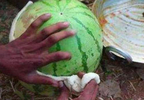 印度吃瓜qq,揭秘印度网络社交现象  第3张