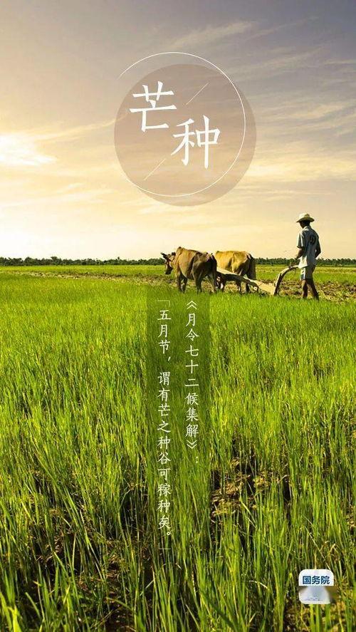 吃瓜芒种  第2张