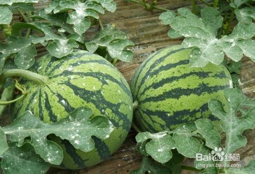 吃的水果瓜,探索水果瓜的多样魅力  第2张