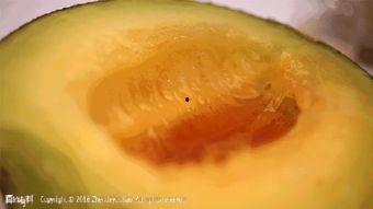 小蜜瓜天天吃吗,每日必备的健康甜蜜