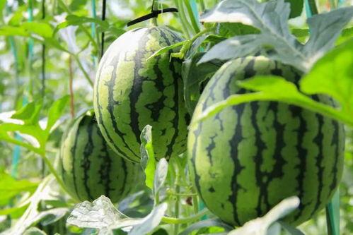 凤翔园免费吃瓜  第1张