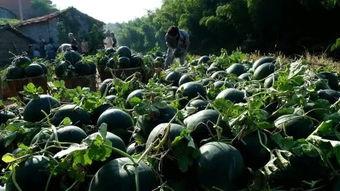 武功山炮山吃瓜  第2张