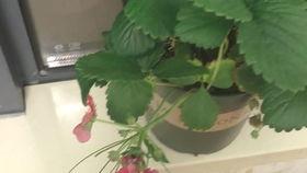 早餐吃哈密瓜葡萄,哈密瓜葡萄早餐新体验  第2张