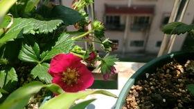 早餐吃哈密瓜葡萄,哈密瓜葡萄早餐新体验  第3张