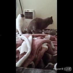 道具吃瓜小喵,揭秘神秘道具的神奇魅力  第3张